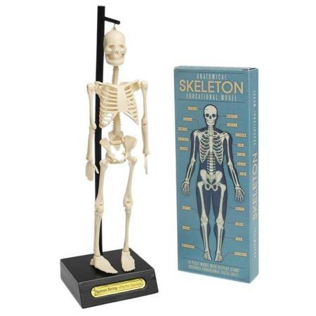 Rex London - Anatomiczny model szkieletu